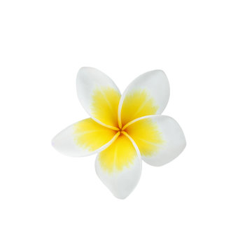 Frangipani flower isolated on white background