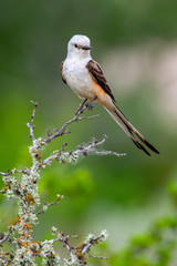 Scissortail Flycatcher