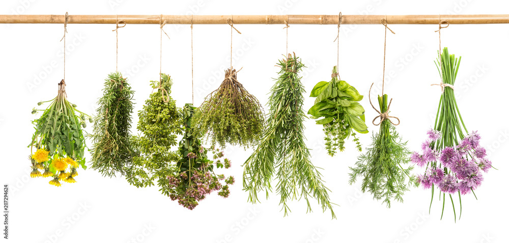 Sticker Herbs dill basil rosemary thyme chive oregano marjoram dandelion