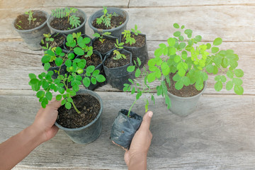 two hands holding a tree pot
