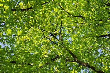 Panele Szklane Podświetlane  Świeże zielone liście lipy w słoneczny wiosenny dzień. Tło. Tekstura.