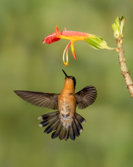 Purple-throated Mountain Gem Hummingbird