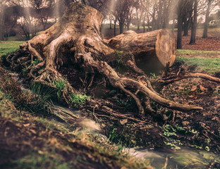 trunk tree roots