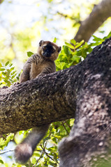 Red-fronted lemur. Madagascar