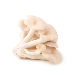 White Panus polychrous isolated on a white background