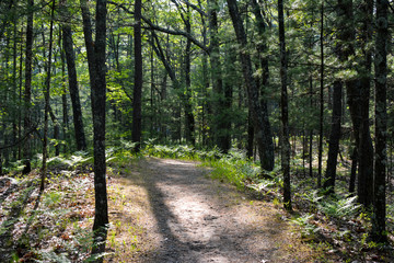 Hiking trail through the woods in Northern Michigan