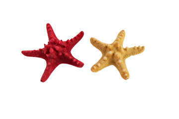 Obraz premium Sea stars isolated on white background.Sea stars collection.