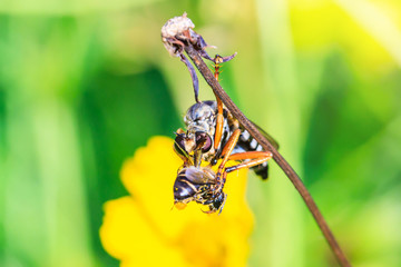 The robber fly eating the bee.