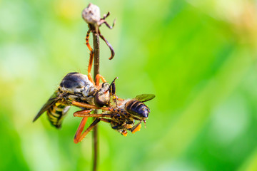 The robber fly eating the bee.