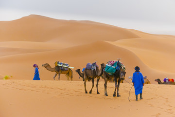 Fototapeta na wymiar Dromedaries at the desert