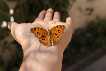 Butterfly on my Hand