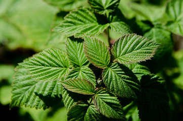 Raspberry Leaf