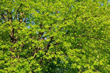 Fototapeta na wymiar Fresh green leaves of linden tree on a sunny spring day. Background. Texture.