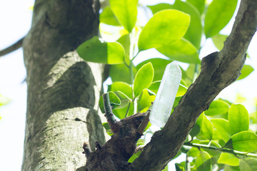 healing crystal stone and tree .