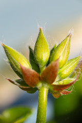 Geranium ivy, Pelargonium peltatum, Ruby dream, undeveloped flower buds