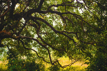Big mango tree branches background