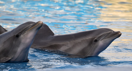 delfin © alberto