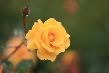 雨の日の黄色い薔薇