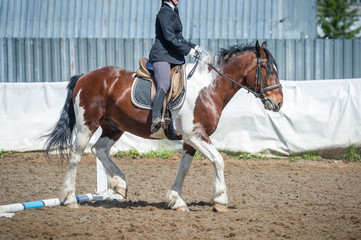Obraz premium Training in horse riding, entry level. Cavaletti on a trot