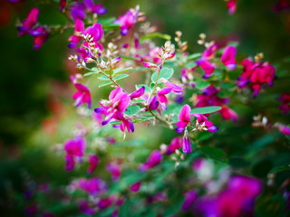 Fototapeta premium 桃色の花