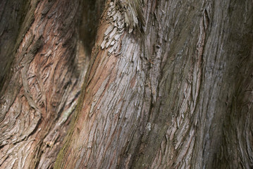 Metasequoia glyptostroboides bark