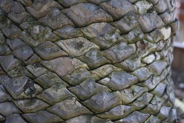 Encephalartos altensteinii bark