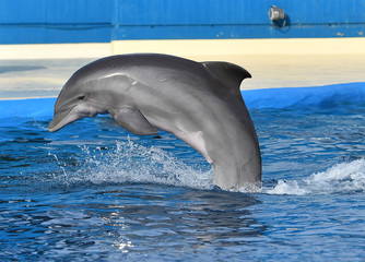 delfin © alberto