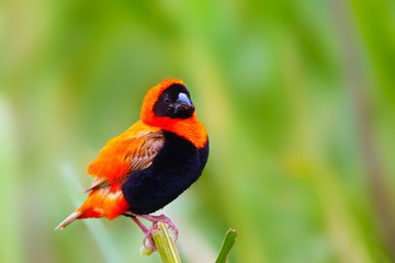 The southern red bishop or red bishop (Euplectes orix) sitting on the branch with open beak. Red passerine at courtship with green background.