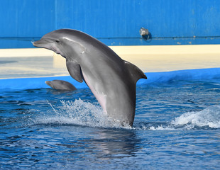 delfin © alberto