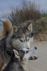 Couple of husky dogs playing on seaside