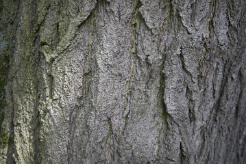 Styphnolobium japonicum bark