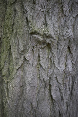 Styphnolobium japonicum bark
