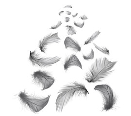 Beautiful black feathers floating in air isolated on white background 