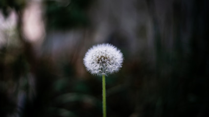 Dandelion