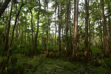 Scenic Look at Barataria Preserve's Swamp with Trees