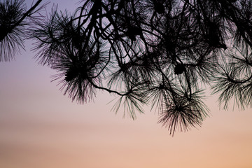 Pine Branch Silhouette 