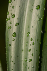 Blätter mit Wassertropfen