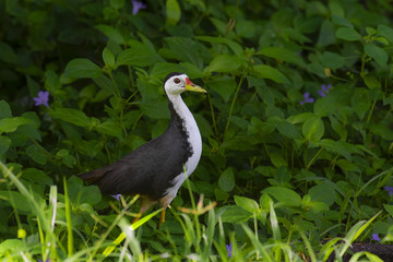 Beautiful bird, White-breasted Waterhen (Amaurornis phoenicurus) on green grass, taken from Thailand.