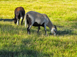 Two goats grazing on meadow. Farm animals standing on a green grass of pasture. Rural scene on a sunny day outdoors.