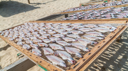 Traditional fish-drying on the beach of Nazare, Portugal, a fishermen village on the Atlantic coast