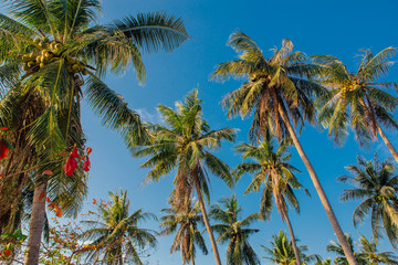 Obraz premium Coconut palm trees