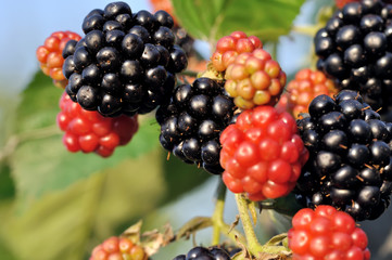 close-up of blackberry fruit ripening on branch