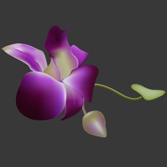 Realistic vector orchid.