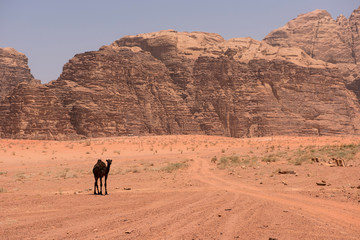 Camel in Wadi Rum desert, Jordan