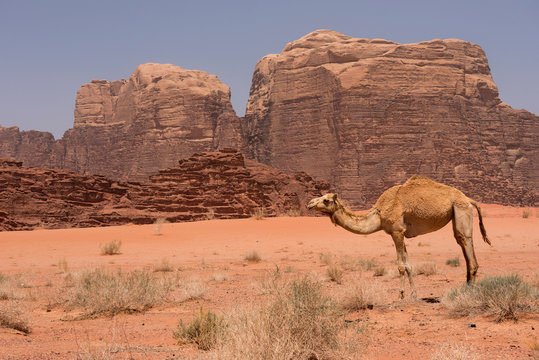 Camel in Wadi Rum desert, Jordan