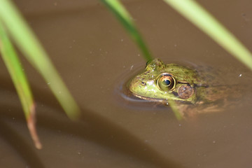 Frog peeks out of a pond; reeds in foreground