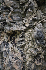 Cork oak bark