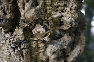 Cork oak bark
