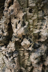 Cork oak bark