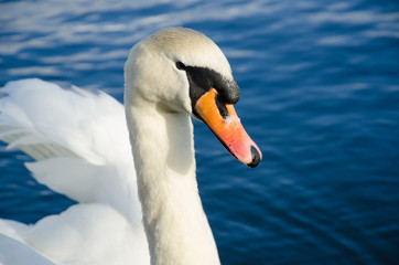 Cisne